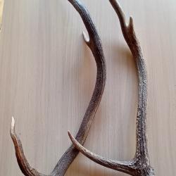Bois de cerf naturel