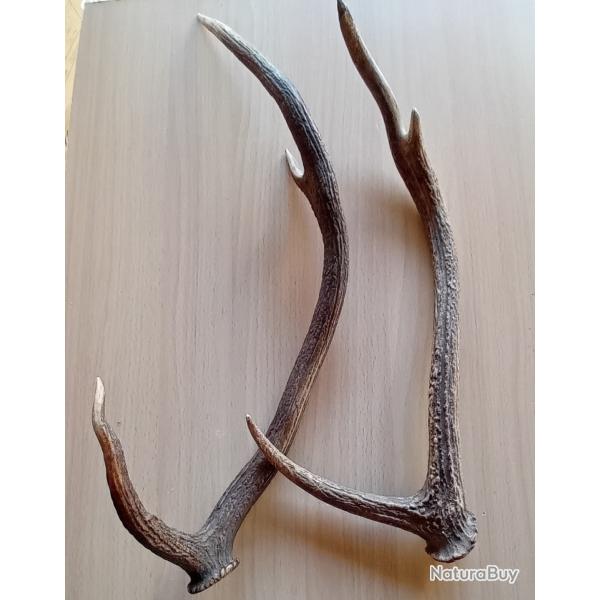 Bois de cerf naturel
