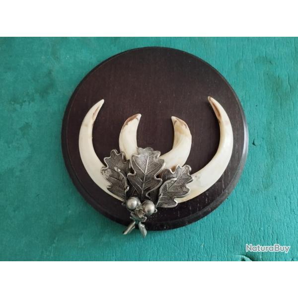 SUR ECUSSON BOIS 14CM TROPHEE DEFENSES GRES DE SANGLIER