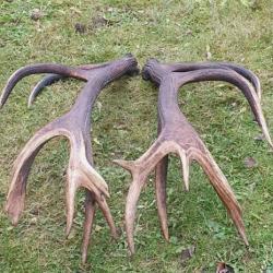 Mues de cerf - grand 16 cors -