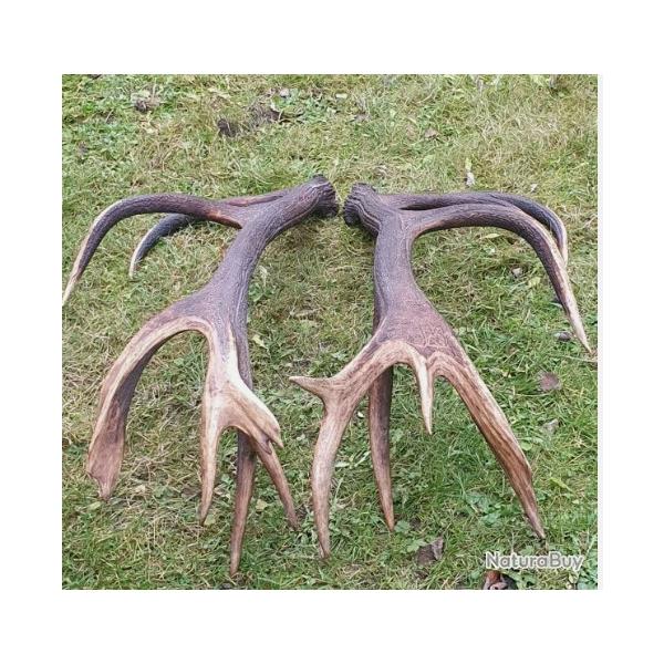 Mues de cerf - grand 16 cors -