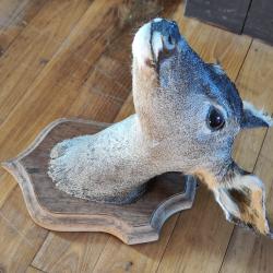 Troph&eacute;e chevreuil sur socle.