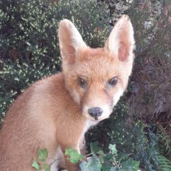 RENARDEAU NATURALISE