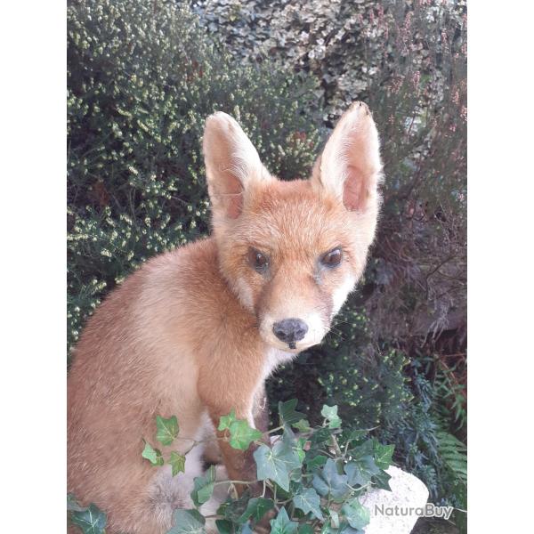 RENARDEAU NATURALISE