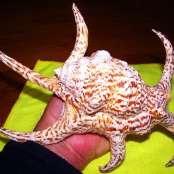 SUPERBE COQUILLAGE EXOTIQUE A POINTES - POUR COLLECTION DIVERSES ET MARINES - MAGNIFIQUES COULEURS -