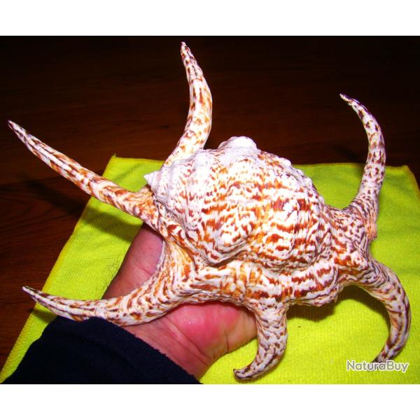 SUPERBE COQUILLAGE EXOTIQUE A POINTES - POUR COLLECTION DIVERSES ET MARINES - MAGNIFIQUES COULEURS -