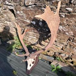 Trophée de Daim tête bizarde avec de magnifiques palmes #1611