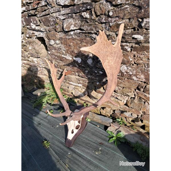 Troph�e de Daim t�te bizarde avec de magnifiques palmes #1611