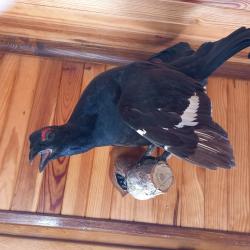 Taxidermie tétras lyre