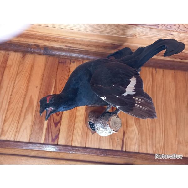 Taxidermie ttras lyre