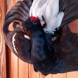 Taxidermie plastron tétras lyre