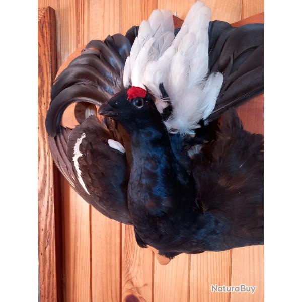 Taxidermie plastron ttras lyre