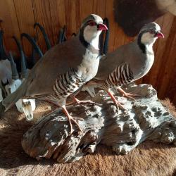 Taxidermie duo perdrix bartavelle
