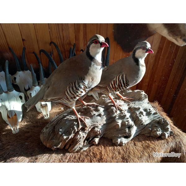 Taxidermie duo perdrix bartavelle