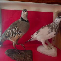 Taxidermie  perdrix bartavelle