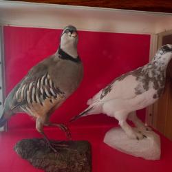 Taxidermie  perdrix bartavelle