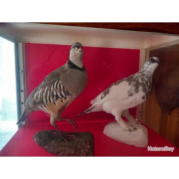 Taxidermie  perdrix bartavelle