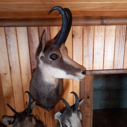 Taxidermie  chamois
