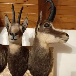 Taxidermie  chamois