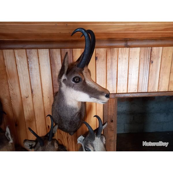Taxidermie  chamois