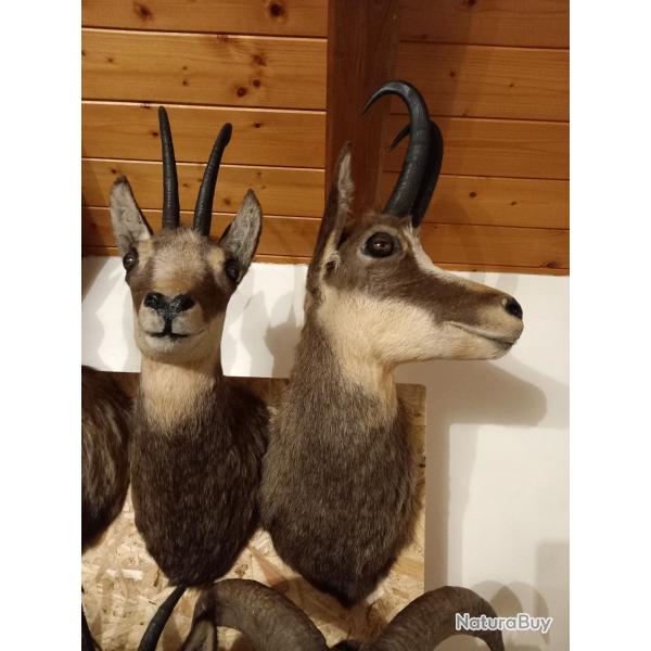 Taxidermie  chamois
