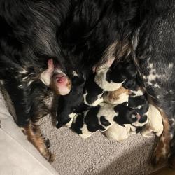 Chiots &eacute;pagneul Breton LOF