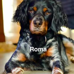 Chiots &eacute;pagneul Breton LOF