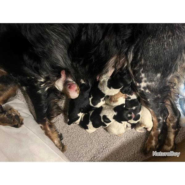 Chiots �pagneul Breton LOF