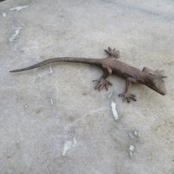L&eacute;zard/salamandre en Bronze &agrave; patine brune ocre nuanc&eacute;, PIERRE CHENET - FRANCE (XX&eacute;)