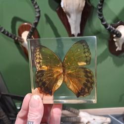 Papillon en r&eacute;sine #1808(3)