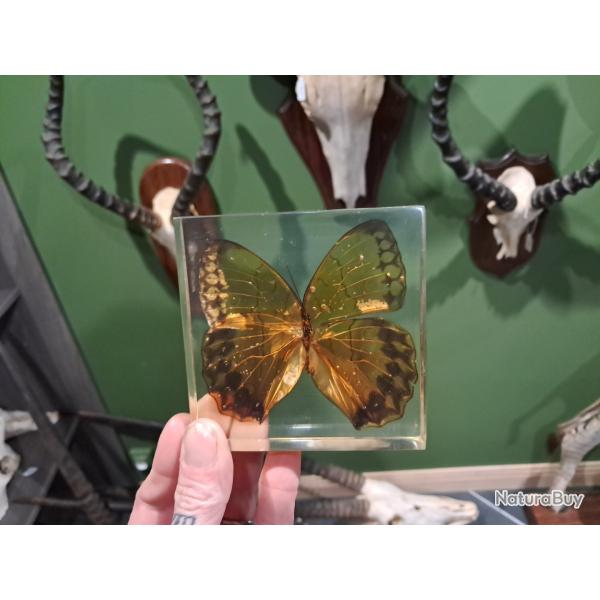 Papillon en r�sine #1808(3)