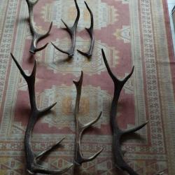 UN LOT DE BOIS MUES CERF ENTRE 43 ET 80CM