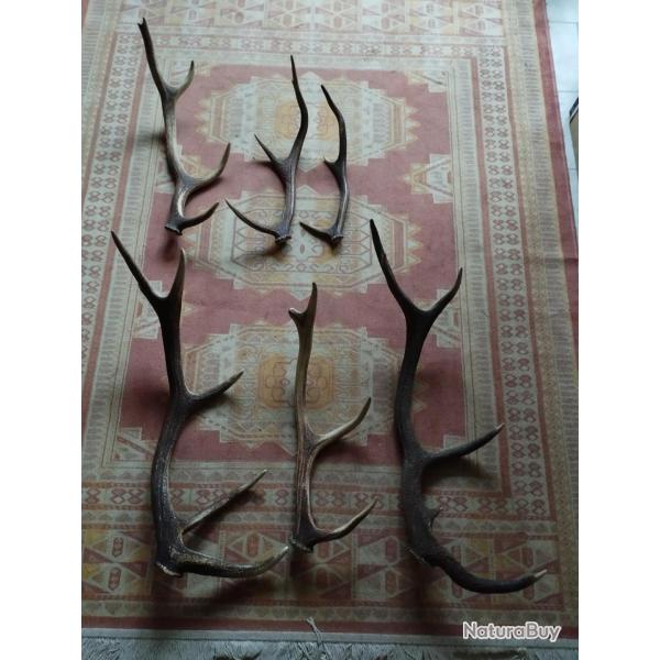 UN LOT DE BOIS MUES CERF ENTRE 43 ET 80CM