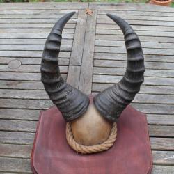 cornes de Bubale antilope africaine