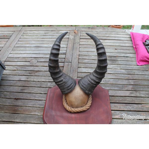 cornes de Bubale antilope africaine