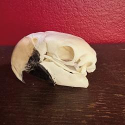 Animaux naturalis&eacute;s haut de gamme, r&eacute;alis&eacute;s &agrave; la main | Provenance &eacute;thique | Commandes personnalis&eacute;e