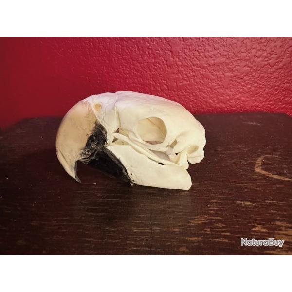 Animaux naturalis�s haut de gamme, r�alis�s � la main | Provenance �thique | Commandes personnalis�e