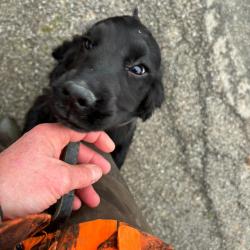 COCKER ANGLAIS Chiots de 2  et 4 mois LOF