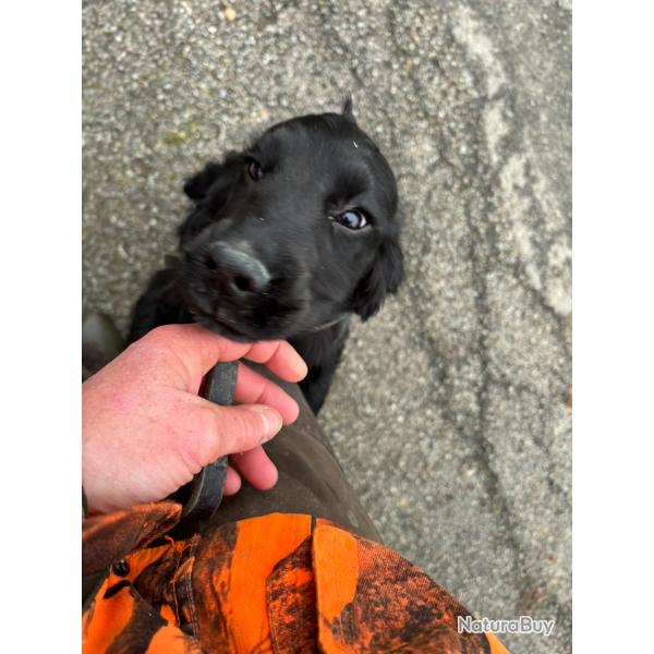 COCKER ANGLAIS Chiots de 2  et 4 mois LOF