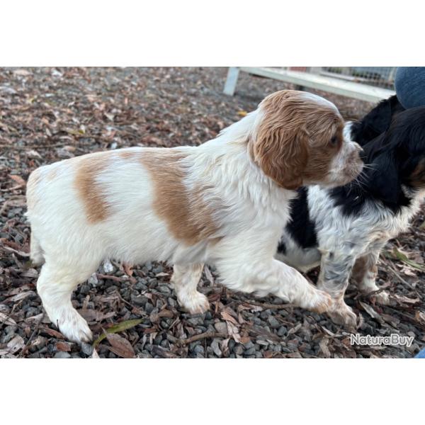 EPAGNEUL BRETON CHIOTS LOF