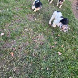 SPRINGER ANGLAIS LOF 2 et 3 mois