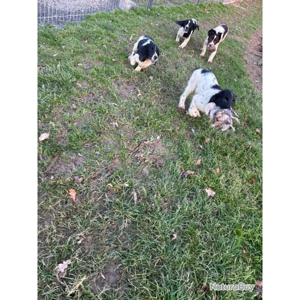 SPRINGER ANGLAIS LOF 2 et 3 mois