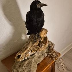 Corbeau freux sur v&eacute;ritable cr&acirc;ne de sanglier Dayak