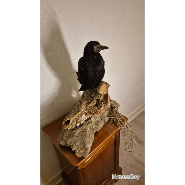 Corbeau freux sur v�ritable cr�ne de sanglier Dayak