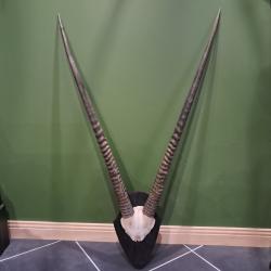Troph&eacute;e d' Oryx sur &eacute;cusson ; Oryx gazella #2511
