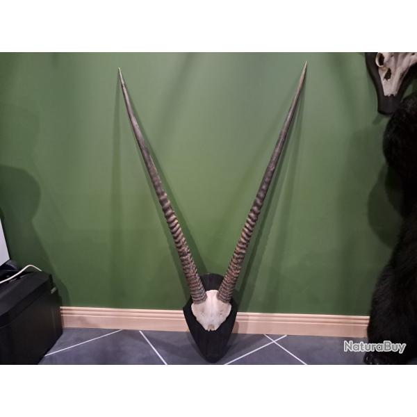 Troph�e d' Oryx sur �cusson ; Oryx gazella #2511