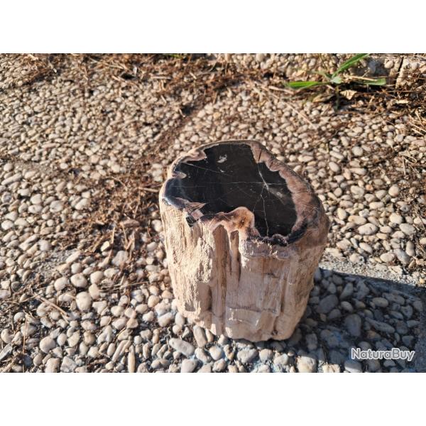 Bois Fossilis� (P�trifi�)