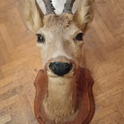 Troph&eacute;e, jolie t&ecirc;te de brocard / chevreuil