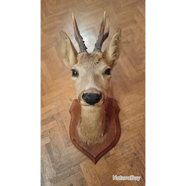 Troph�e, jolie t�te de brocard / chevreuil