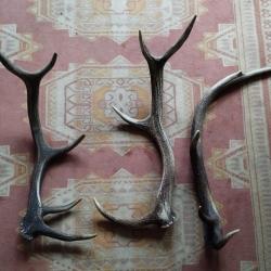 3 BOIS MUES CERF 64/66/74CM